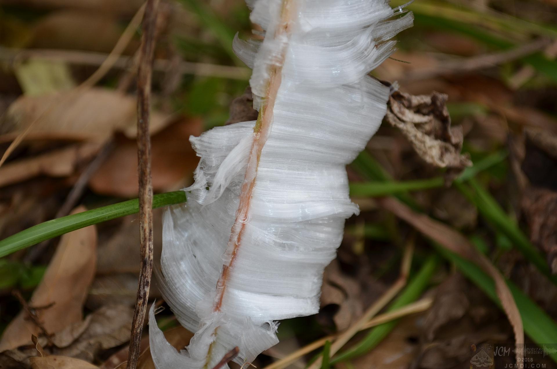 Ice flowers (freezing water slowly-oozed from plant stems, TN)